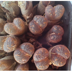 C.pell.pardi - Seed